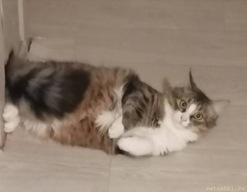 Любимая кошатинка  - IMG_20251116_162416.jpg