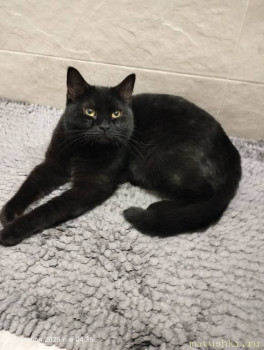 Любимая кошатинка  - IMG20251117043618.jpg