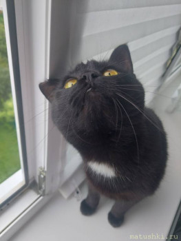 Смотрит за вороной на крыше)