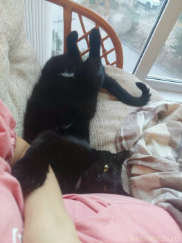 Ручной ласкунчик)