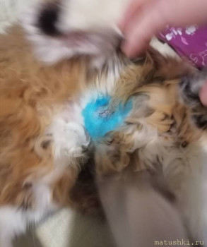 Мои домашние животные  - IMG_20251123_192223.jpg