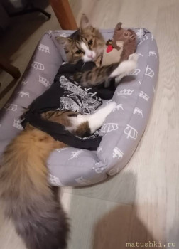 Мои домашние животные  - IMG_20251123_192108.jpg