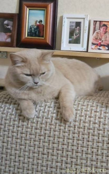 Я потеряла своего питомца  - День.jpg