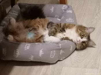 Любимая кошатинка  - IMG_20251205_202417.jpg