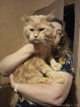 Любимая кошатинка  - IMG_20251121_221322_404.jpg