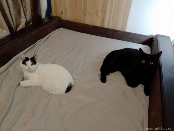 Любимая кошатинка  - IMG_20251226_131208_527.jpg