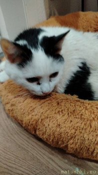 Любимая кошатинка  - IMG_20251226_131914_556.jpg