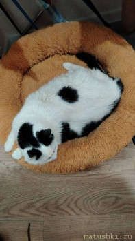 Любимая кошатинка  - IMG_20251226_131917_740.jpg