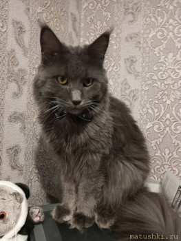 Любимая кошатинка  - IMG_20251225_074056_424.jpg