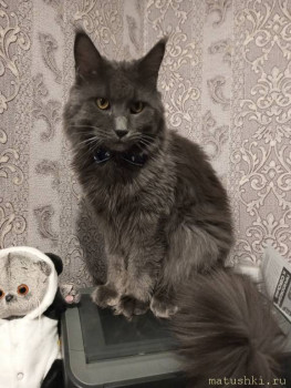 Любимая кошатинка  - IMG_20251225_074100_525.jpg