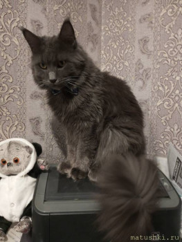 Любимая кошатинка  - IMG_20251225_074104_555.jpg