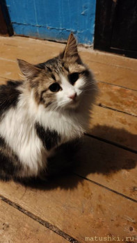 Любимая кошатинка  - IMG20251128193146.jpg