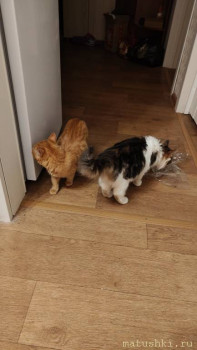 Любимая кошатинка  - IMG20251227202301.jpg