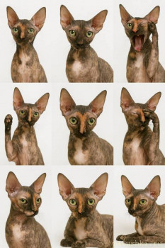 Любимая кошатинка  - IMG_20251215_030515_667.jpg