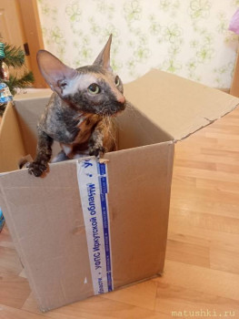 Любимая кошатинка  - IMG20251219200430.jpg