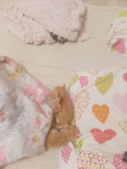 Любимая кошатинка  - IMG20251228182641.jpg