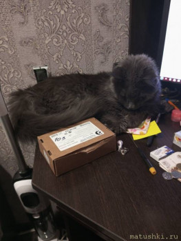 Любимая кошатинка  - IMG_20251227_181635_819.jpg