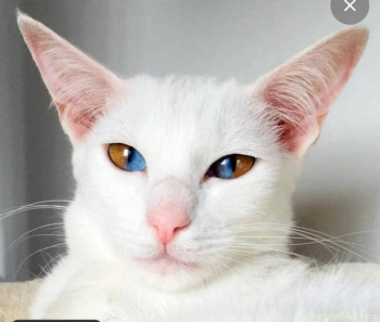 Любимая кошатинка  - 2c59e7e7-15d5-4a37-9ea8-e7be0a1f3b4d.jpg