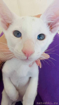 Любимая кошатинка  - c96b2daa-130a-4714-807d-ed0ab7a6e7d5.jpg