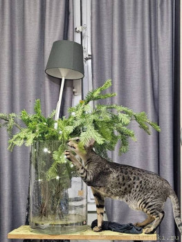 Любимая кошатинка  - X9fGIurTrkp26Lqmr6dk6TvB0JGFWWL8cKuVtj_sTFbqLjp26ZDBJY6g-nSZbAzZ0Wvfw4sBZiNEtCRrW_jwrJD6.jpg