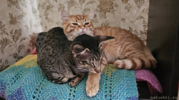Любимая кошатинка  - WsWEfQ3j0HF6P5XpACbzjTIlgab8tmRxvyta7-oCCDDtWV5VS5QCSwmDe5NDZQb7o6fifks4uxMZ0Hqz7MNP7ZBB.jpg