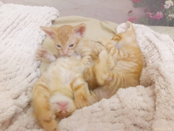 Любимая кошатинка  - IMG20251230191432.jpg