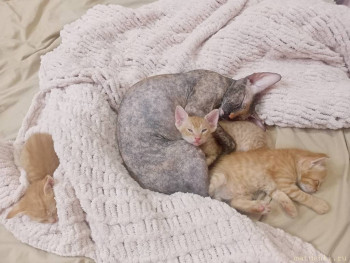 Любимая кошатинка  - IMG20251230185223.jpg