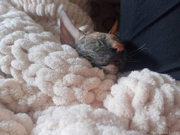 Лучший питомец аллергикам - IMG20250827135550.jpg