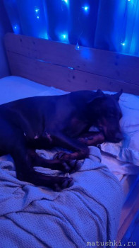 Придется завести собаку... - IMG20251231230829.jpg