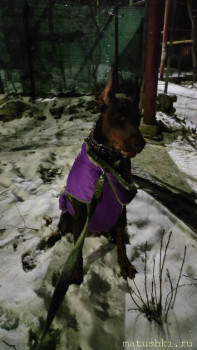 Придется завести собаку... - IMG20260101203039.jpg