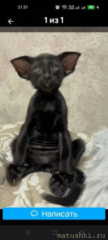 Любимая кошатинка  - Screenshot_2025-12-04-21-51-50-70_5228fc5d2ad2c517ecb981db677d9e34.jpg