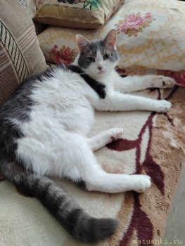 Любимая кошатинка  - IMG_20260102_191727_801.jpg