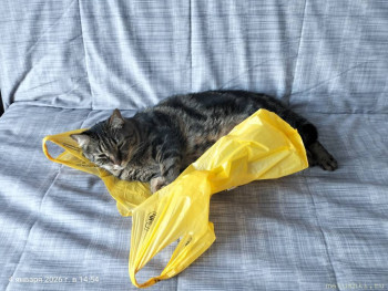 Любимая кошатинка  - IMG20260104145448.jpg