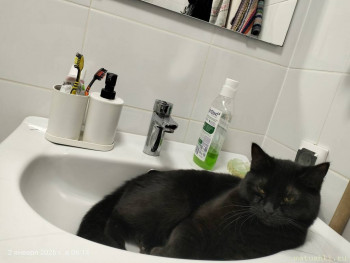 Любимая кошатинка  - IMG20260102061431.jpg