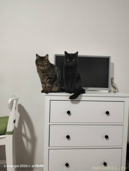 Любимая кошатинка  - IMG20260106154644.jpg