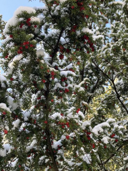 А что у нас с погодой? -6 - IMG_2918.jpeg