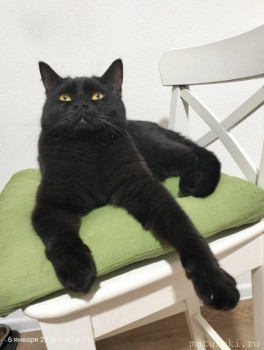 Любимая кошатинка  - IMG20260106163348.jpg