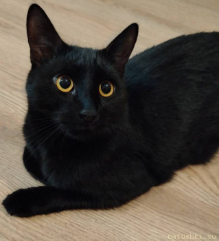 Любимая кошатинка  - IMG_20260113_120840.jpg