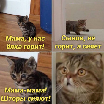 Страшнее кошки зверя нет  - 7sDyER-0rE0.jpg