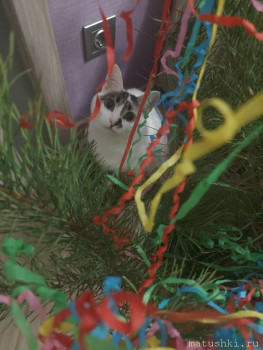 Любимая кошатинка  - 20260114_065545.jpg