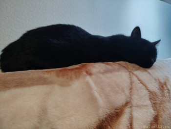 Любимая кошатинка  - IMG_20260124_204203.jpg