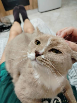 Любимая кошатинка  - IMG20260125164731.jpg