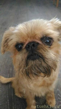 Я потеряла своего питомца  - 1769346412.jpg