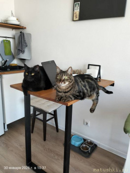 Любимая кошатинка  - IMG20260130103740.jpg