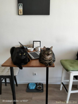 Любимая кошатинка  - IMG20260130103753.jpg