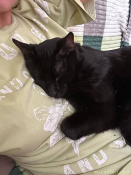 Любимая кошатинка  - IMG_20260201_143407_119.jpg