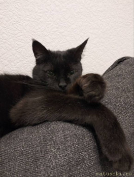 Любимая кошатинка  - IMG_20260131_204854_279.jpg