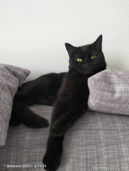 Любимая кошатинка  - IMG20260201152449.jpg