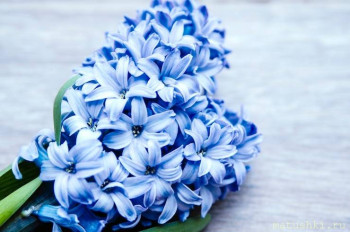 Поздравляем Татьяну-Свеча сапера с днем рождения  - blue-dutch-garden-hyacinth-flower-hyacinthus-orientalis-close-up_6602-348.jpg