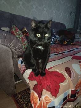 Любимая кошатинка  - IMG_20260117_155336.jpg